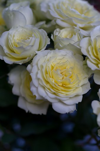 SIGMA MACRO 70mm F2.8