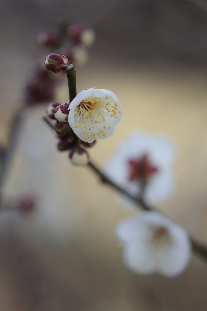 CONTAX645AMP120mmF4