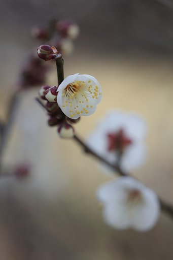 CONTAX645AMP120mmF4