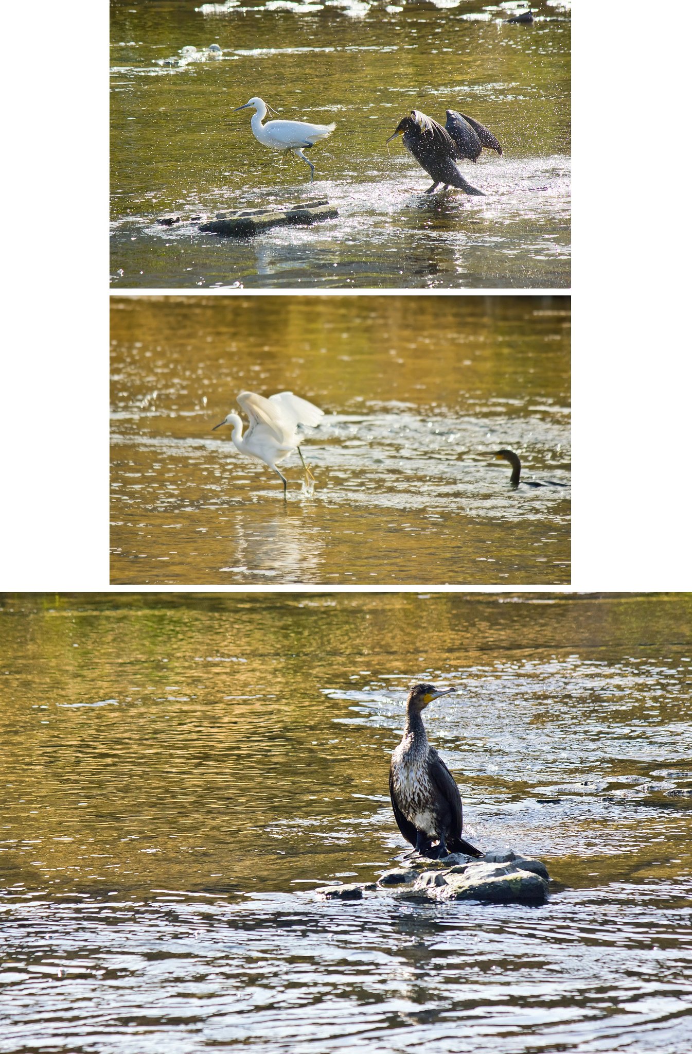 コサギ vs カワウ
