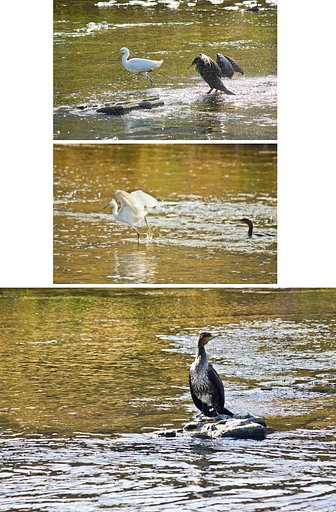 コサギ vs カワウ