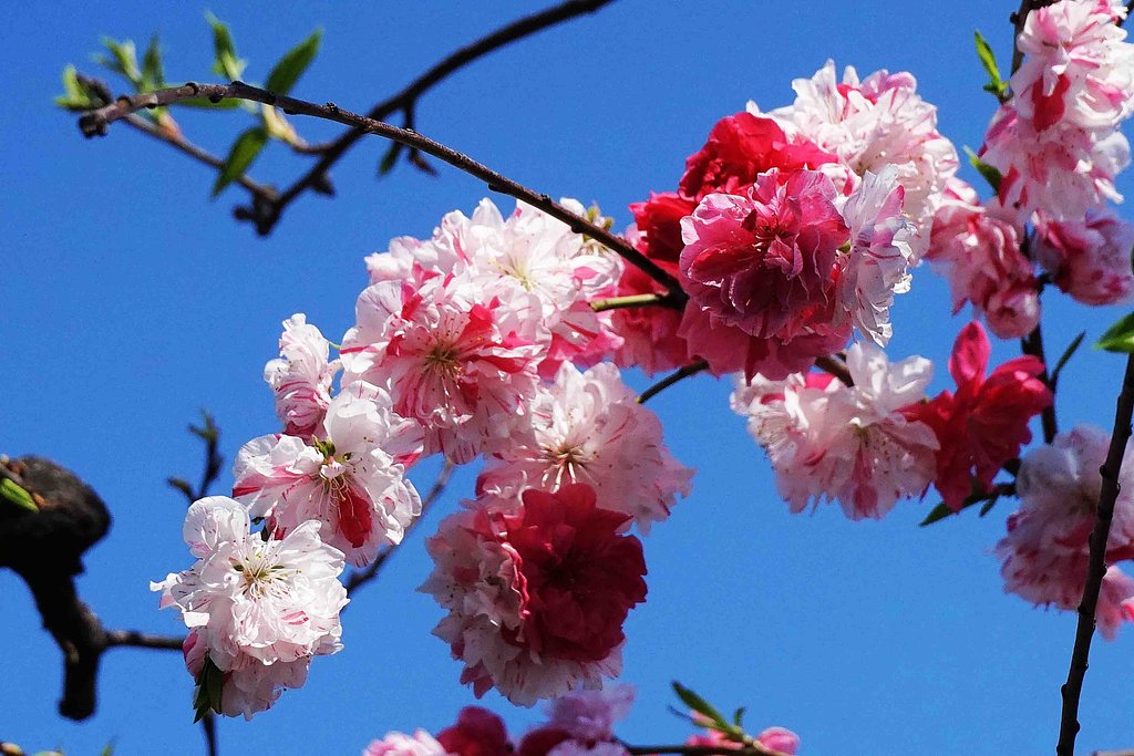花桃