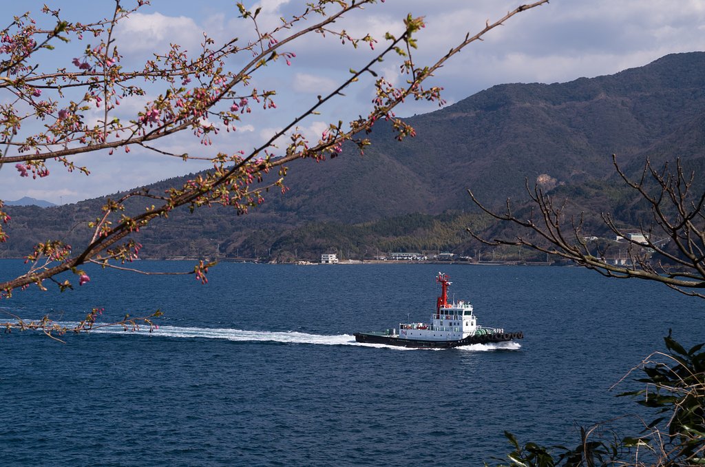 島の河津桜