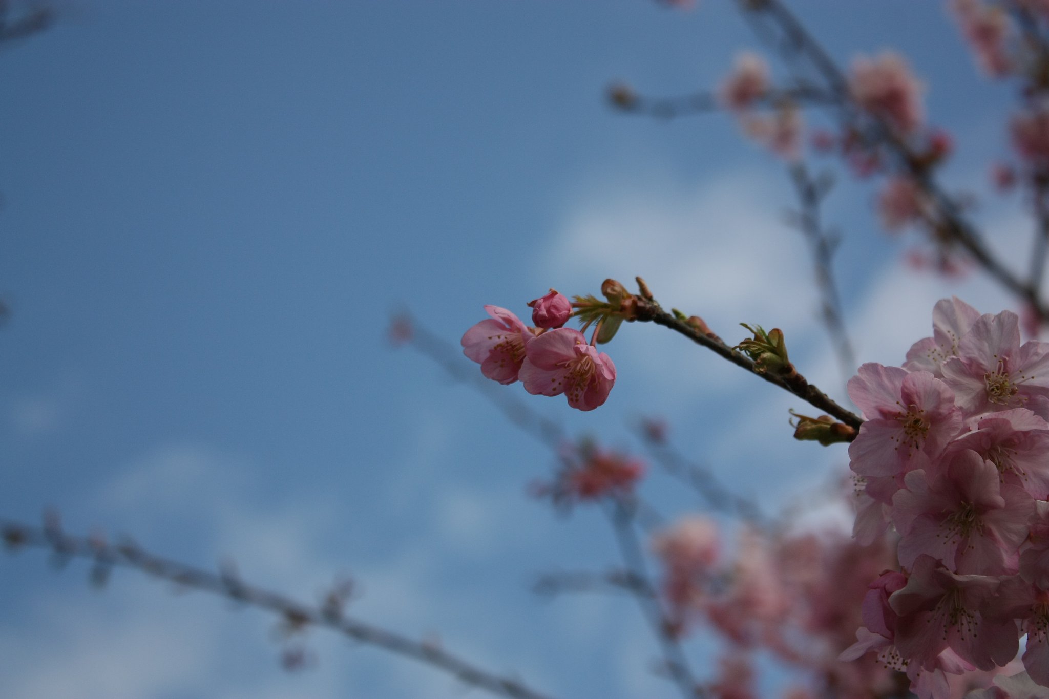 河津桜