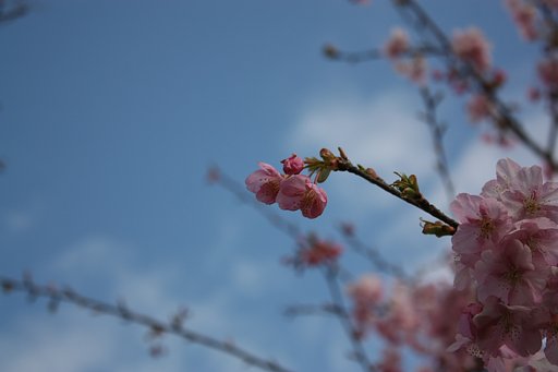 河津桜