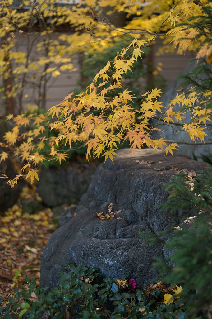 AF-S NIKKOR 50mm F1.8 G