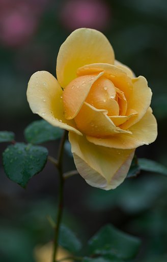 PENTAX-D FA MACRO 100mm F2.8