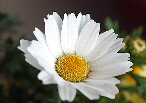 花言葉は誠実