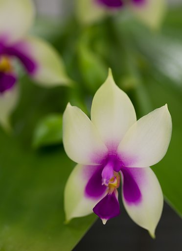PENTAX-D FA MACRO 100mm F2.8
