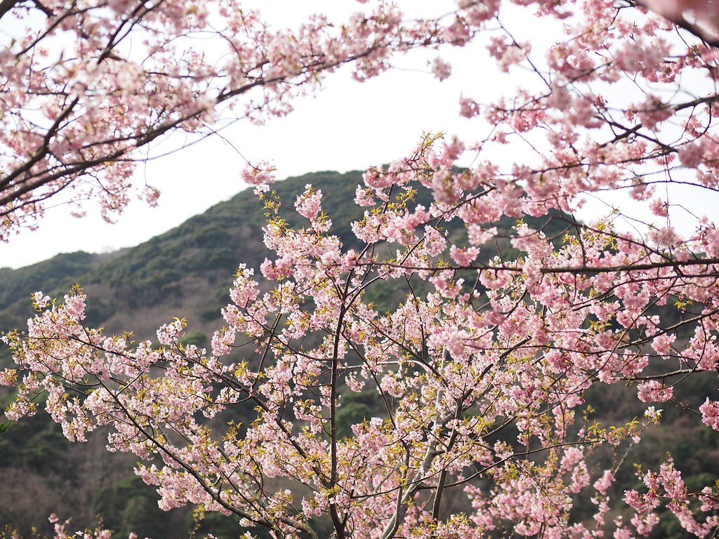 本家「河津桜」