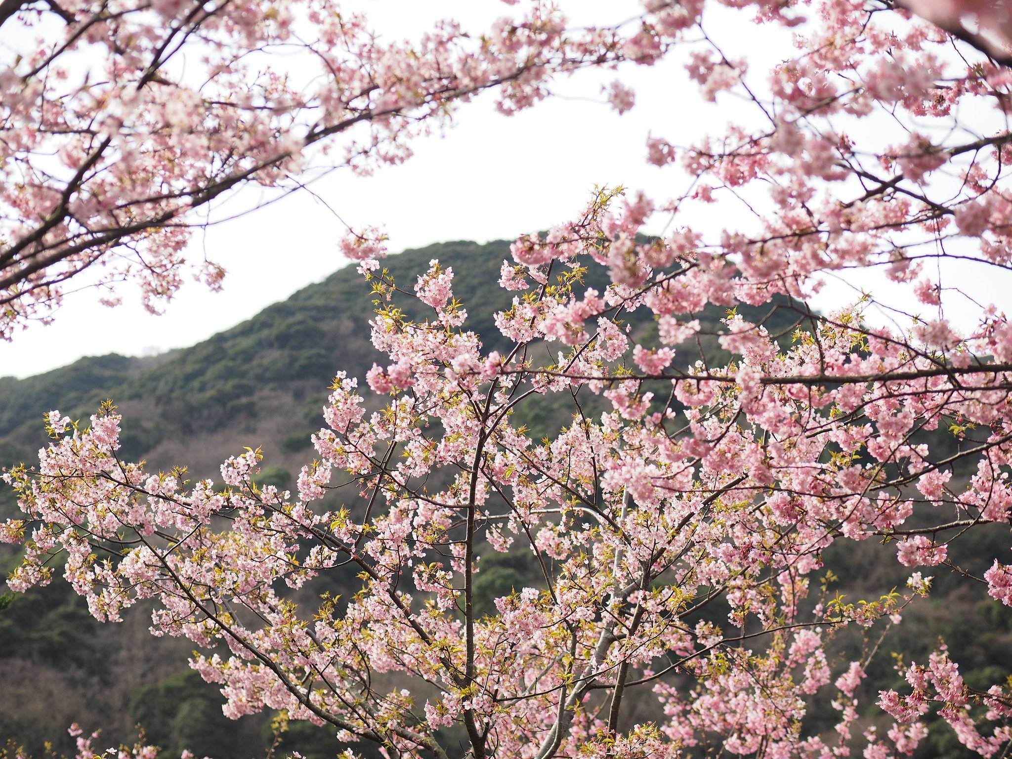 本家「河津桜」