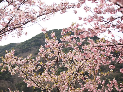 本家「河津桜」