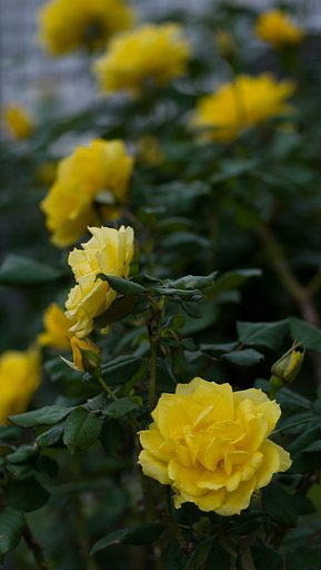PENTAX-D FA MACRO 100mm F2.8