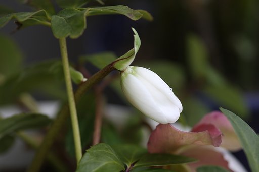 雨に濡れた白い蕾