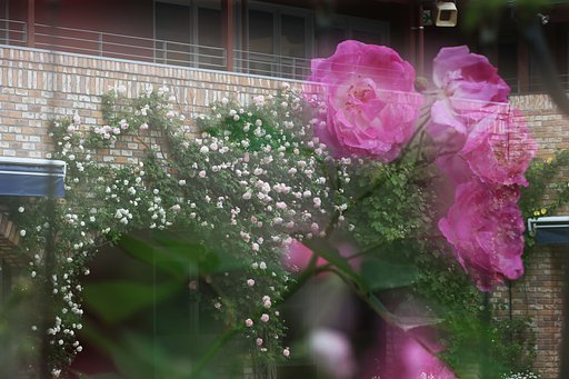 薔薇の幼稚園