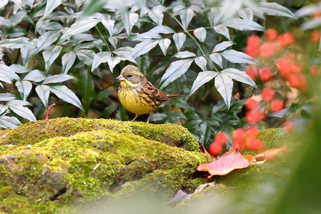 苔アオジ