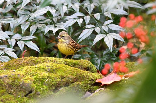 苔アオジ