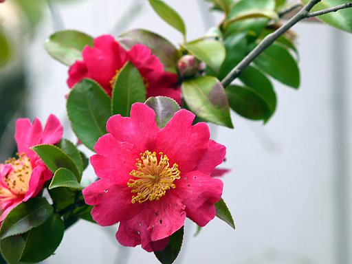 Canon　Lenns 　 FD135㎜　1:3.5　ｓｃ
