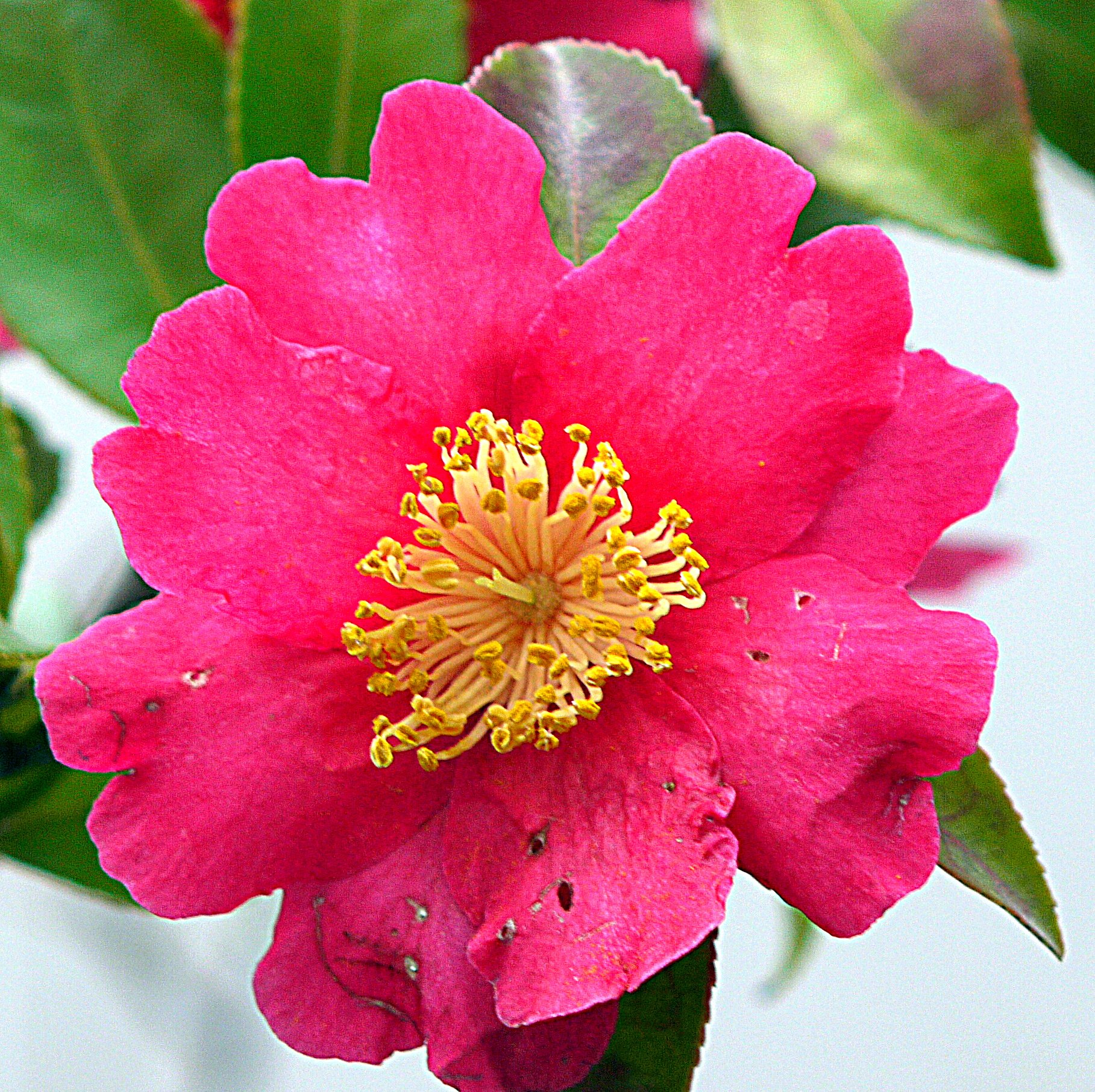 椿の花のUP