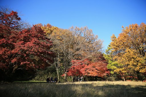 東京　秋の名残