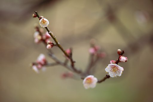 明石の梅園最終章Ⅱ