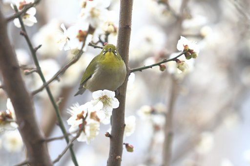今年も･･･