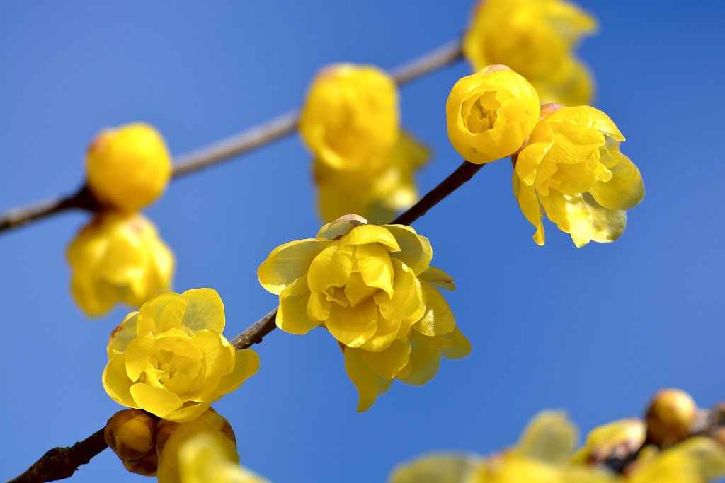 蝋梅