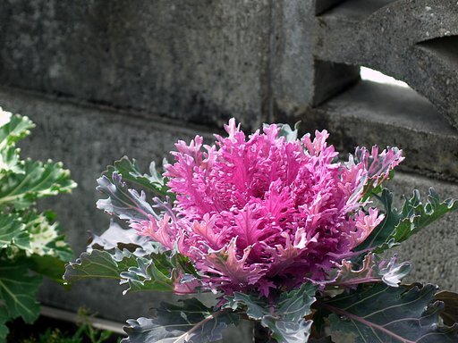 花キャベツ