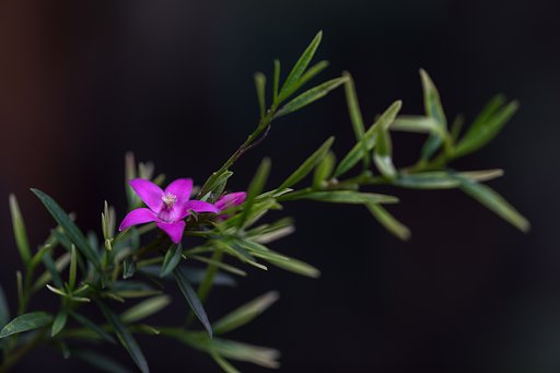 ３年目に開花