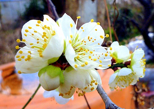 梅の花