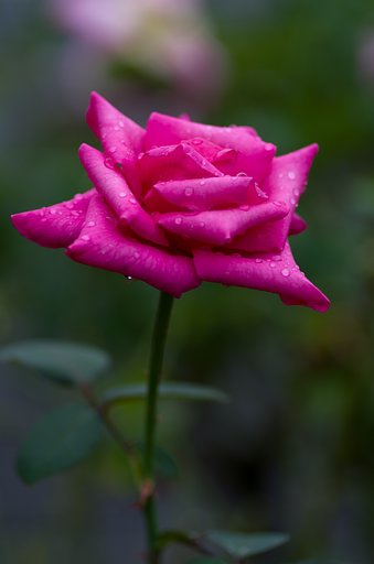 PENTAX-D FA MACRO 100mm F2.8