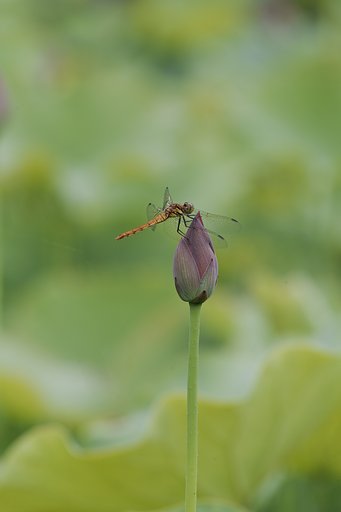 蕾の上で一休み