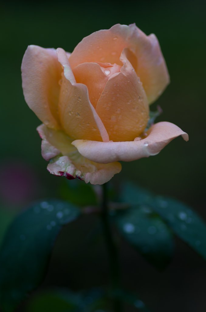 PENTAX-D FA MACRO 100mm F2.8