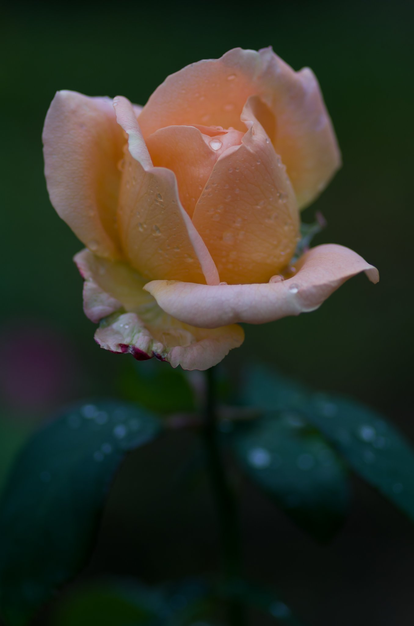 PENTAX-D FA MACRO 100mm F2.8