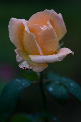 PENTAX-D FA MACRO 100mm F2.8