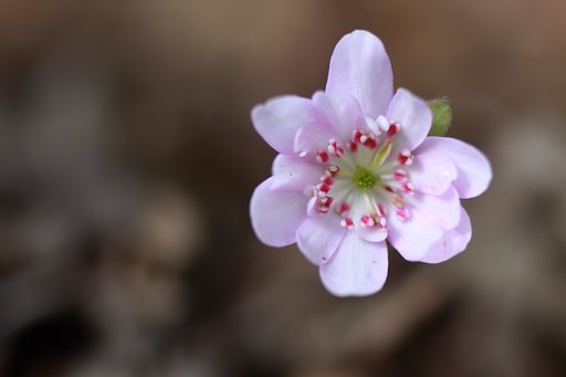 雪割草をアップで。