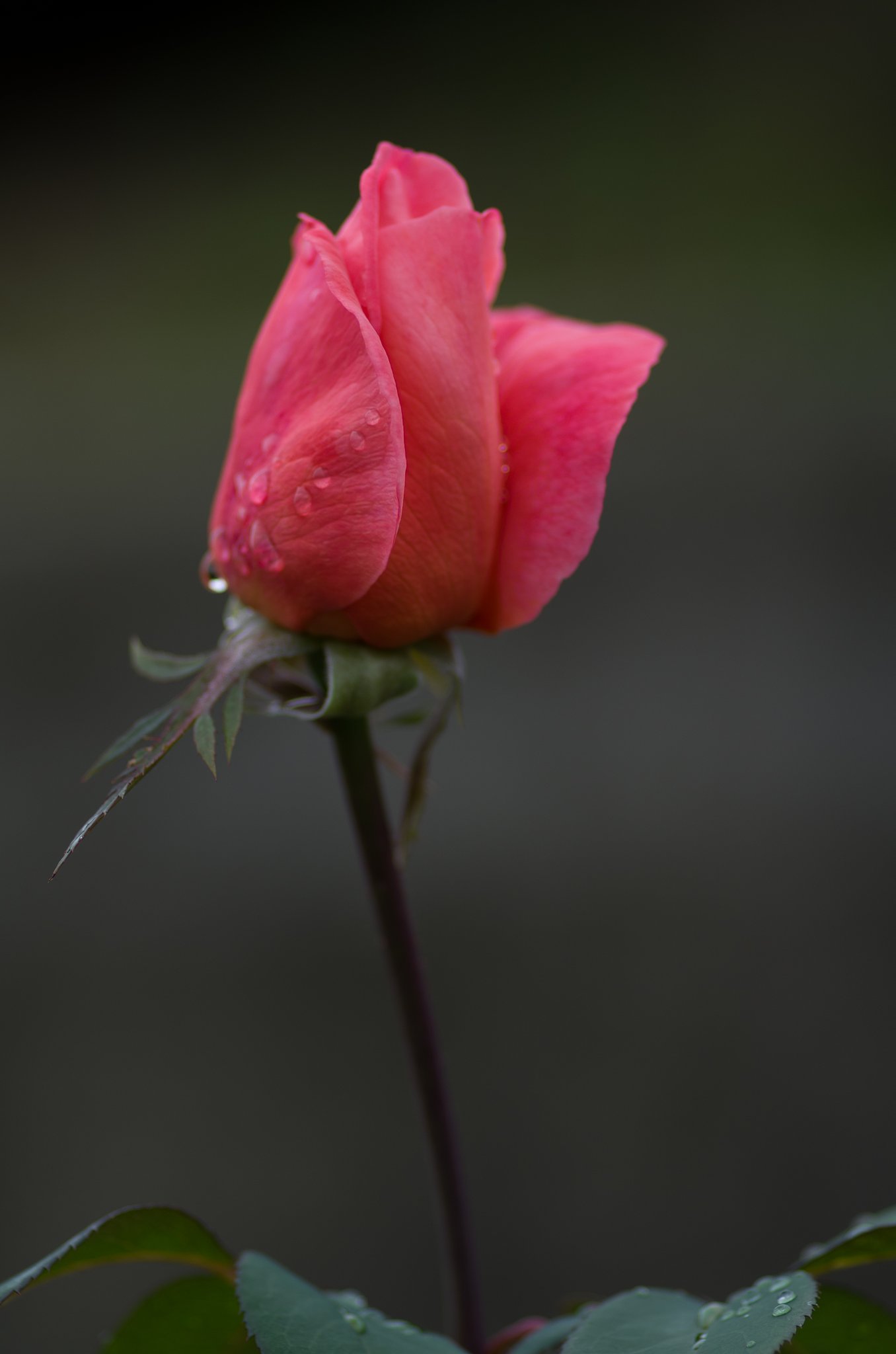 PENTAX-D FA MACRO 100mm F2.8