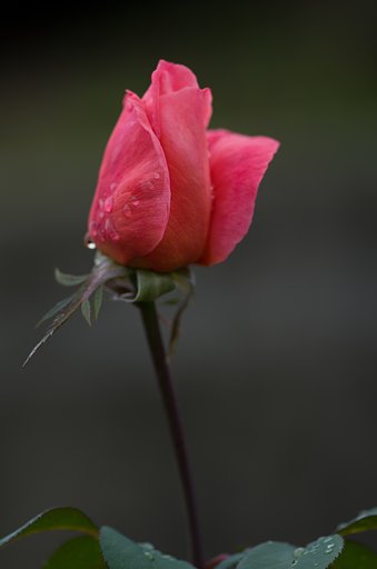 PENTAX-D FA MACRO 100mm F2.8