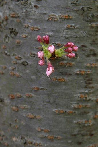 桜の息吹