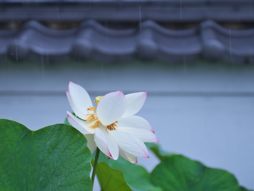 雨に咲く