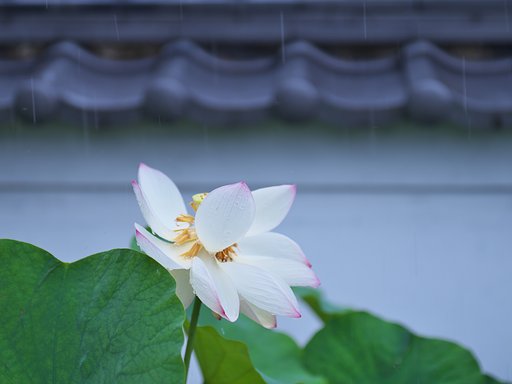 雨に咲く