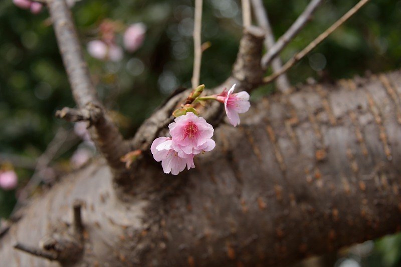 桜