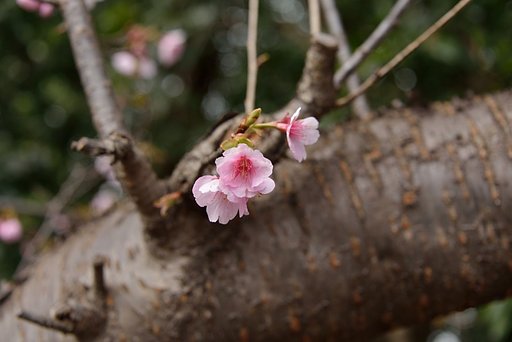 桜