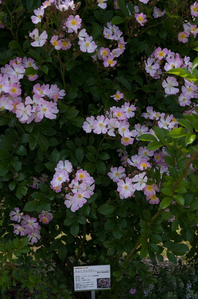 SIGMA 17-50mm F2.8 EX DC HSM 