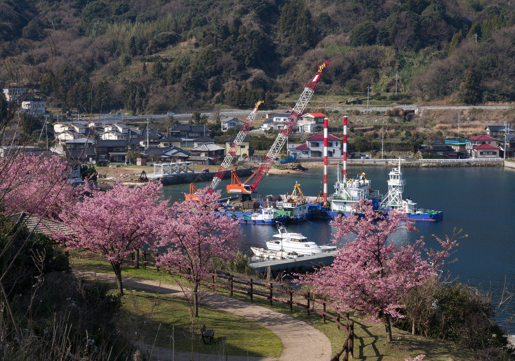 島の桜