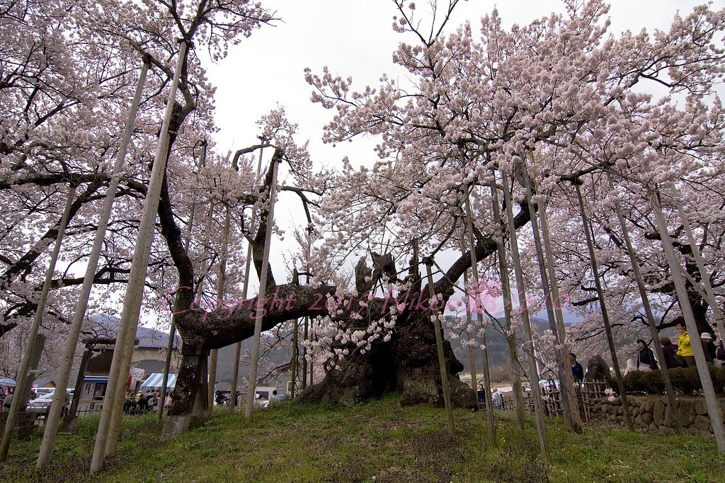 神代桜