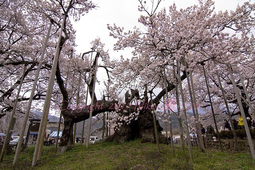 神代桜