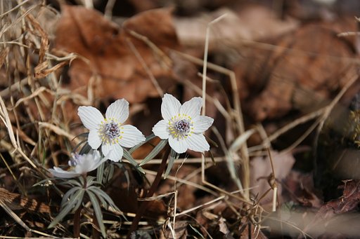 セツブンソウ