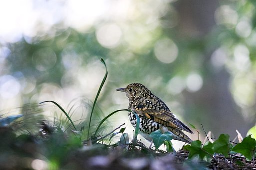 トラツグミ
