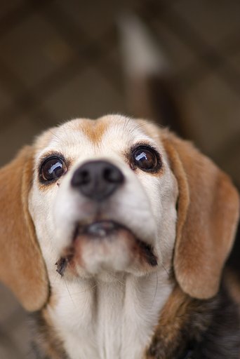 愛犬
